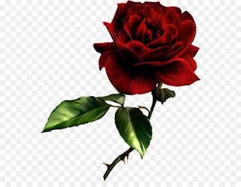 Vidia Friendship Love Sympathy Rose - Painted Red Rose Clipart 