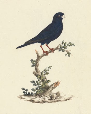 Vidua chalybeata (Village Indigobird) by Luigi | Free Photo - rawpixel