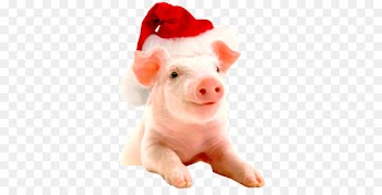 Vietnamese Pot-bellied Christmas Hogs and pigs Farm New Year - others 