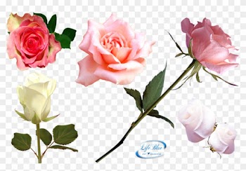 View Collection - Vector Roses