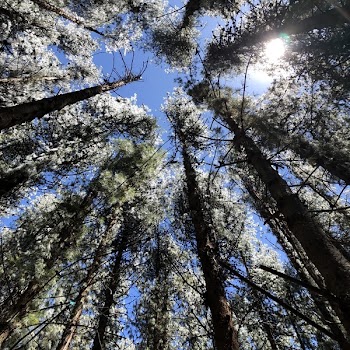 View from Under the Shade of Trees Under Clear Blue Sky