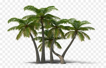 View In My Picture - Palm Trees Png