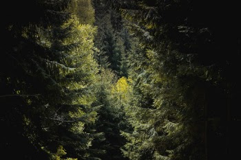 View into a deep forest