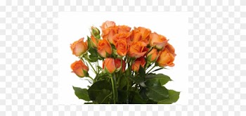 View Larger - Garden Roses