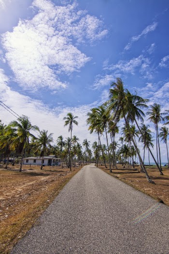View of a Road Alongside Coconut Trees