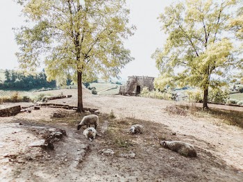 View of Animals on Open Space