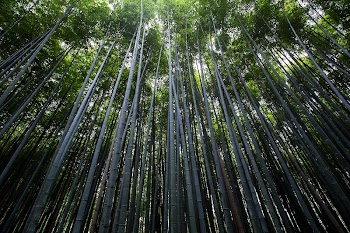 View of bamboo trees. Original | Free Photo - rawpixel