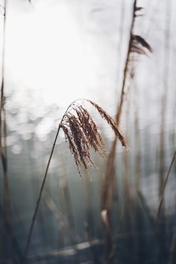 View of Brown Grasses