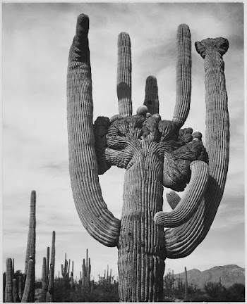 View of cactus and surrounding | Free Photo - rawpixel