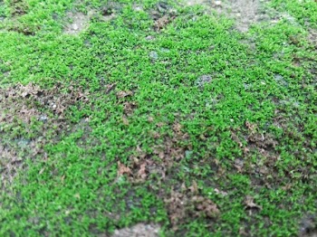 View of Green Grass