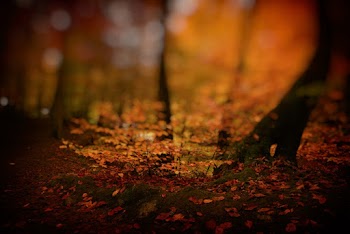 View of Green Moss at the Forest