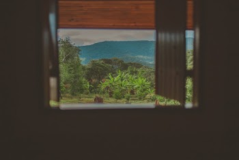 View of Green Trees