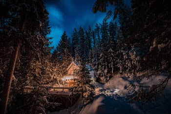 View Of Icy Pine Trees and Barn House At Night 