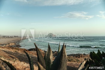 View of Morro Rock on beach with cactus plant in foreground