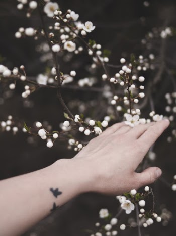 View of Person's Hand Touching White Petal Flowers