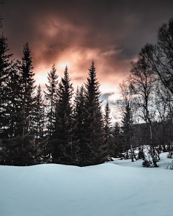 View of Pine Trees on Snowfield