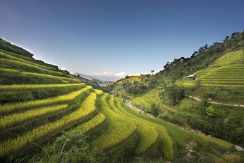 View Of Rice Terraces