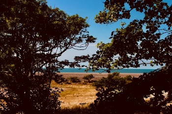 View of Shore Through Trees