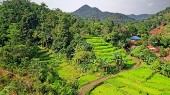 View of Terraced Cropland