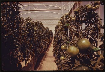 View of tomatoes inside one | Free Photo - rawpixel