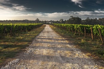 View of Vineyard Road during Daytime