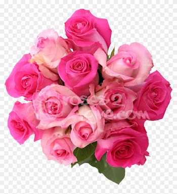View Similar Products > - Red And Pink Rose Combination