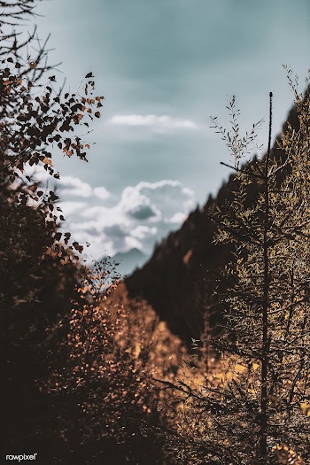 View through fall trees | Free stock photo - 564069
