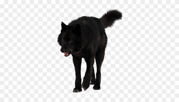 View Topic Howling Crazy For You~romantic Werewolf - Black Wolf Brown Wolf