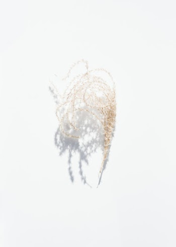 Vignette of a Bunched Plant