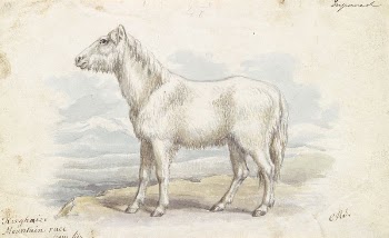 Villous Horse, Primeval White Stock | Free Photo - rawpixel