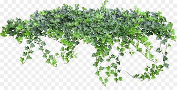 Vine Animation Clip art - bushes 