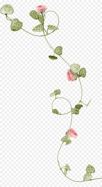 Vine Beach rose Plant - green vines 