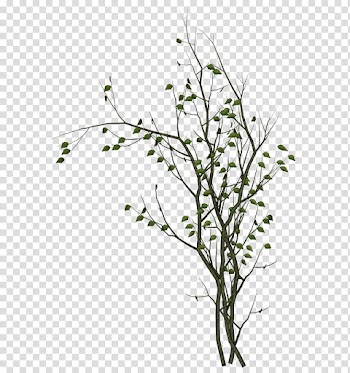 , vine branches transparent background PNG clipart