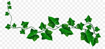 Vine, Common Ivy, Drawing, Leaf, Ivy PNG
