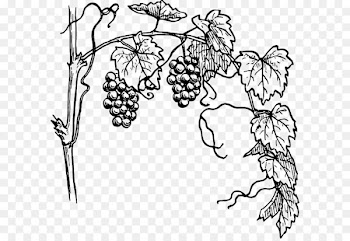 Vine Drawing Free content Clip art - Grape Outline 