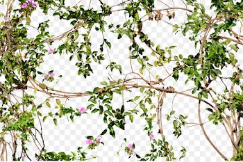 Vine Flower Tree Wall - Flowering Jungle Vines Flowers Png 