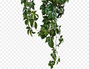 Vine - Green vines 