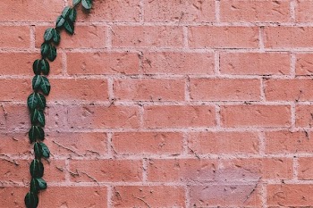 Vine Growing Up A Brick Wall
