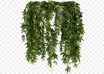 Vine Houseplant Wall Shrub - ivy gourd 