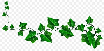 Vine Ivy Drawing Clip art - Vine Ivy Decoration PNG Clipart Picture 
