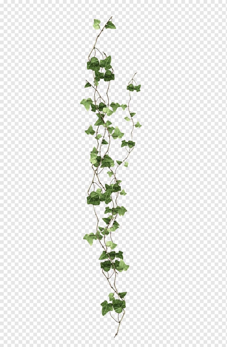 Vine Ivy Plant, vine, green leafed plant, leaf, branch, plant Stem png
