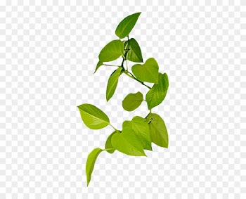 Vine Leaf Clip Art - Portable Network Graphics