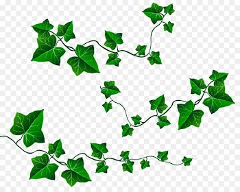 Vine Leaf Ivy Clip art - Vine Leaves Decoration PNG Clipart Picture 