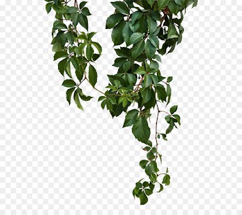 Vine Leaf Plants Branch Clip art - green nature 