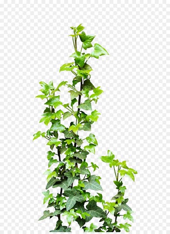 Vine Plant Clip art - Ivy Vine Png Transparent 