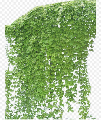 Vine Plant - Creeper 