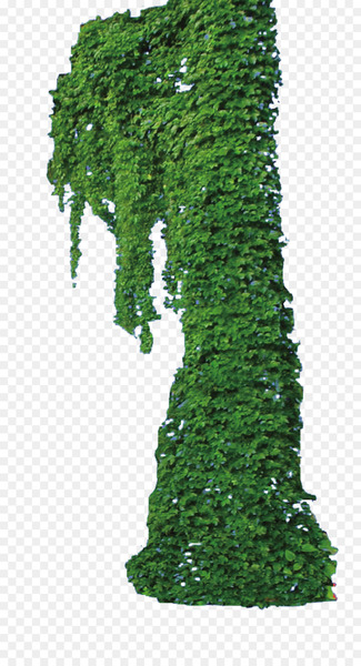 Vine Plant - Ivy plant 