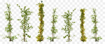 Vine Plant Ivy Tree Garden - plant 