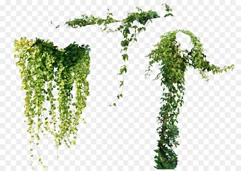 Vine Plant Ivy Tree - others 