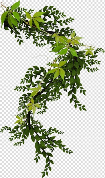 Vine Plant Ivy , Watercolor plant transparent background PNG clipart